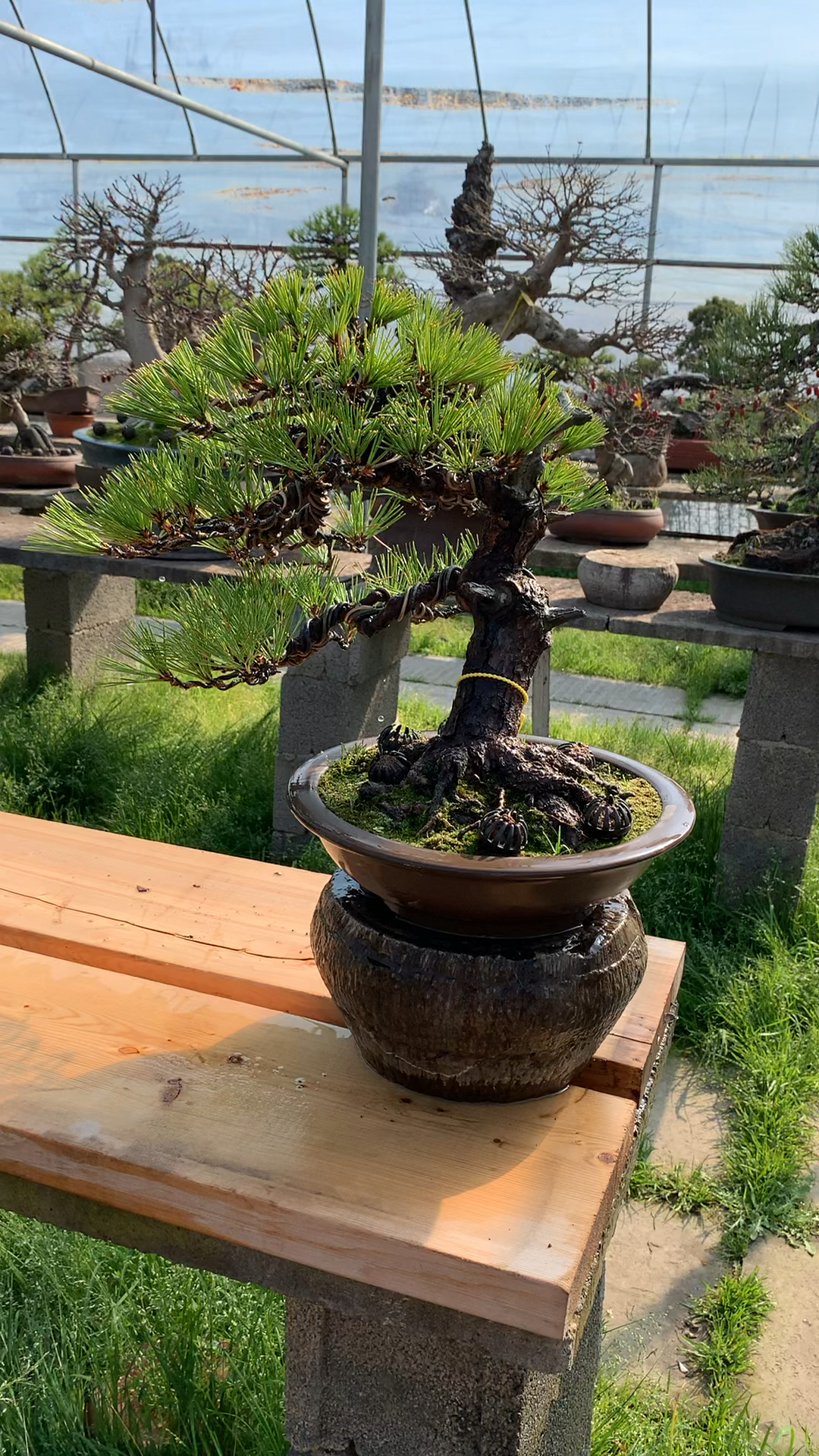 老桩三河黑松盆景