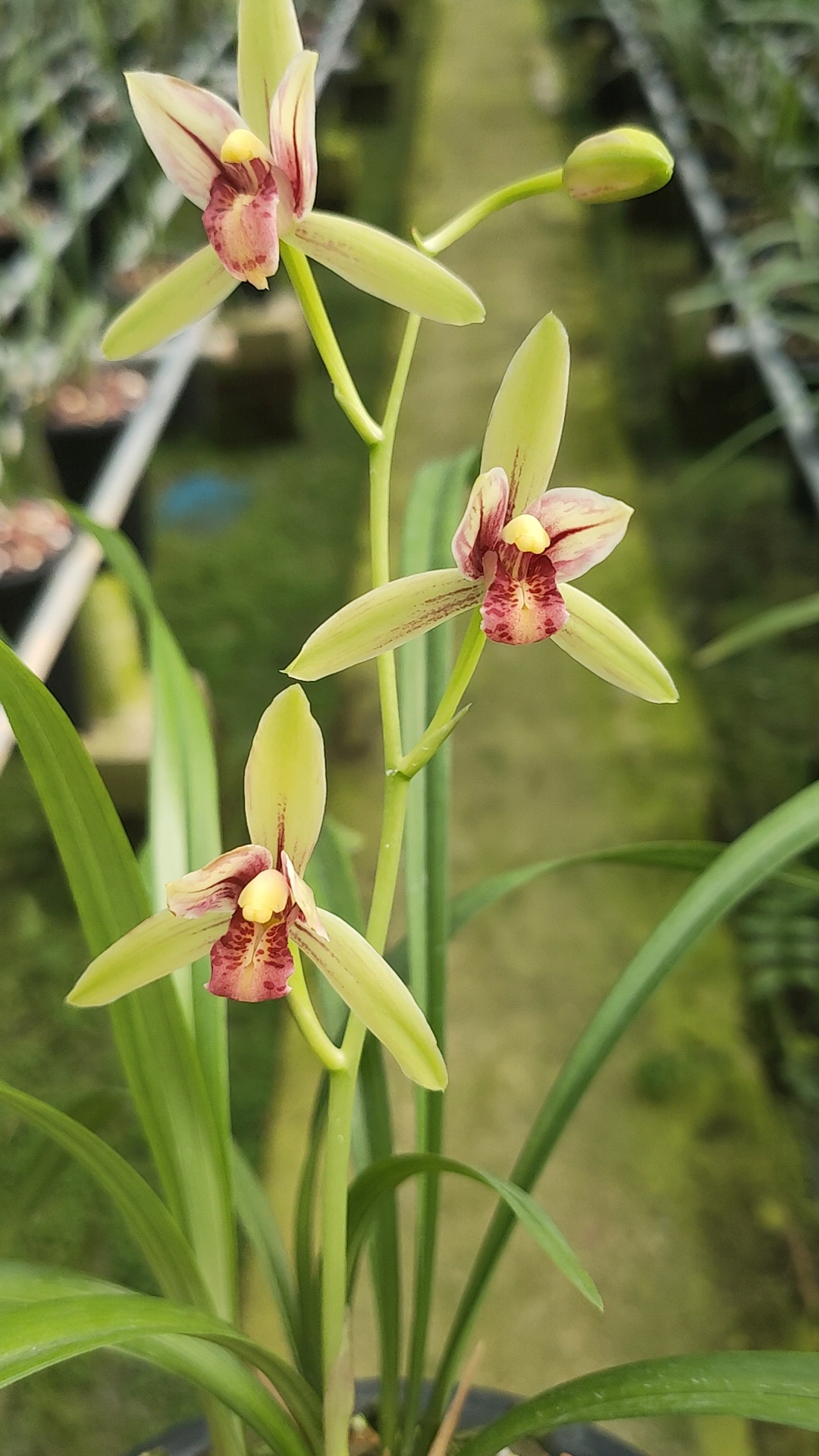 兰花#建兰佛光红素,开的漂亮-度小视