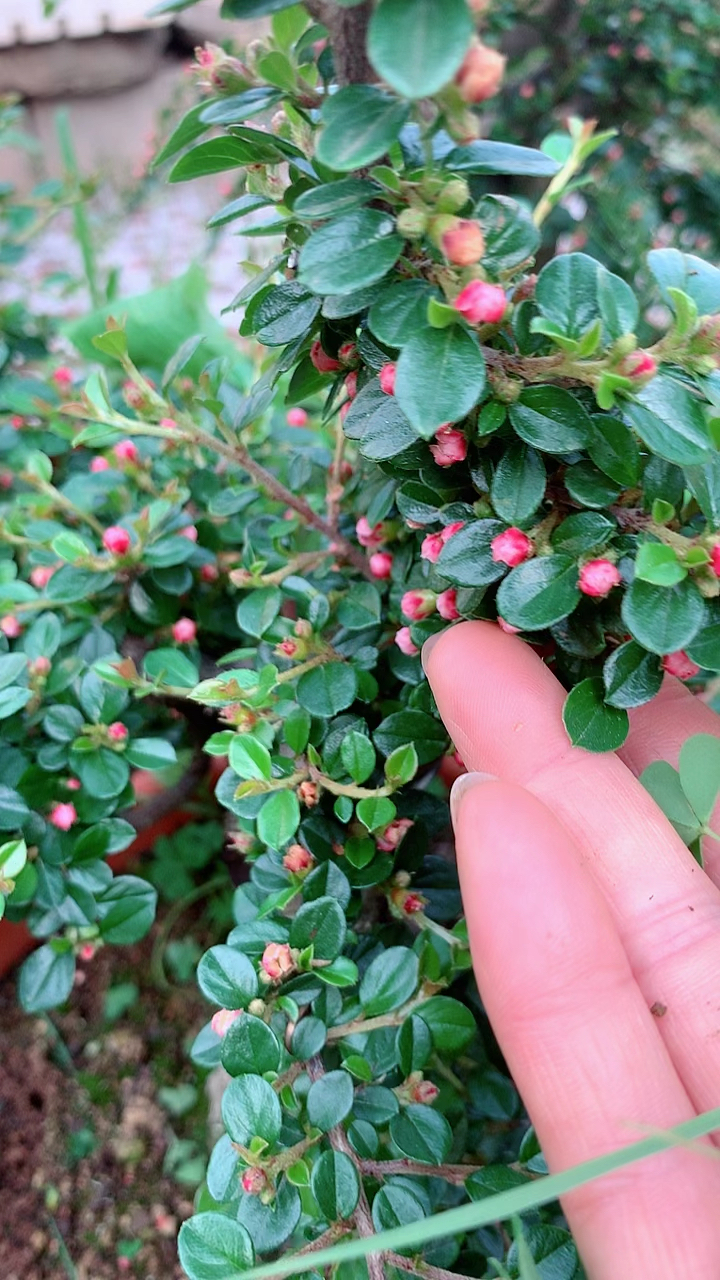 红花矮霸荀子