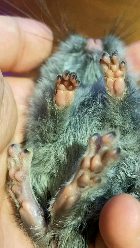 龙猫迷惑行为#我最爱的黑爪爪