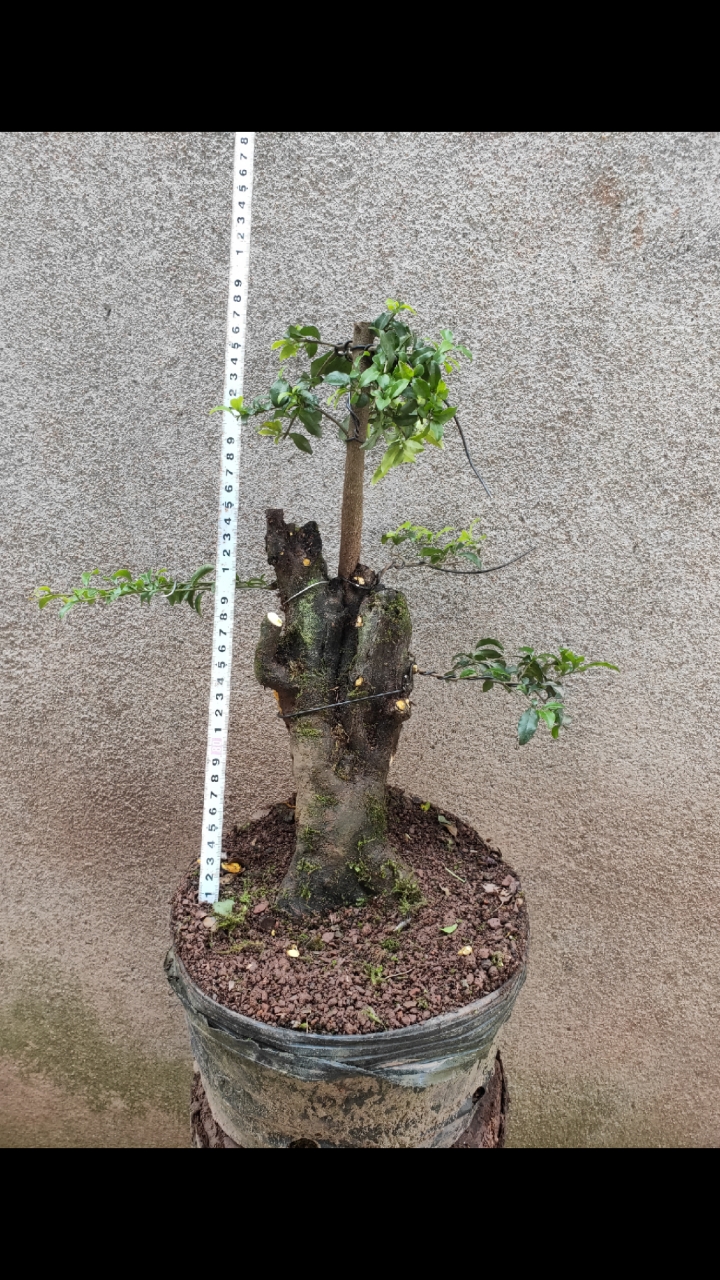 长期出售金弹子盆栽#小叶金弹子熟桩