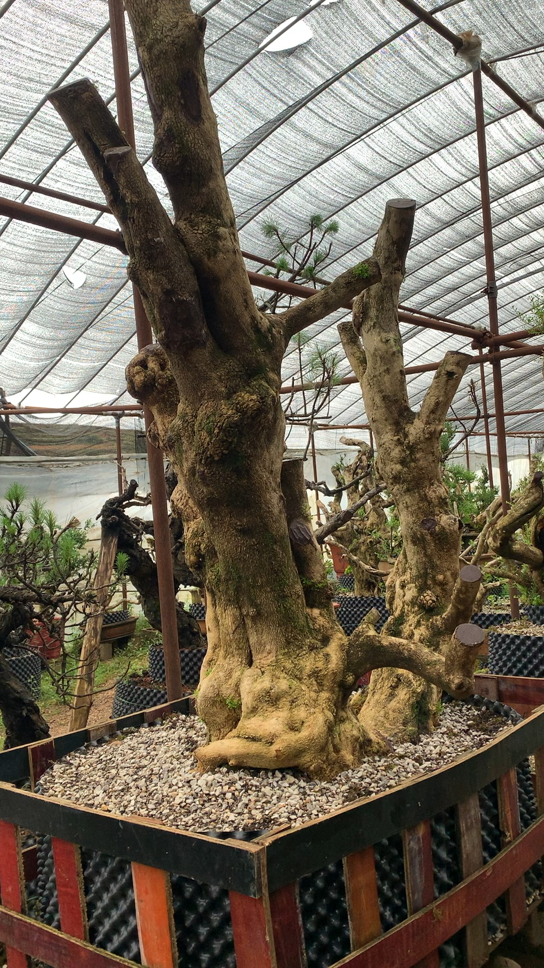 超级大货巨无霸黄杨