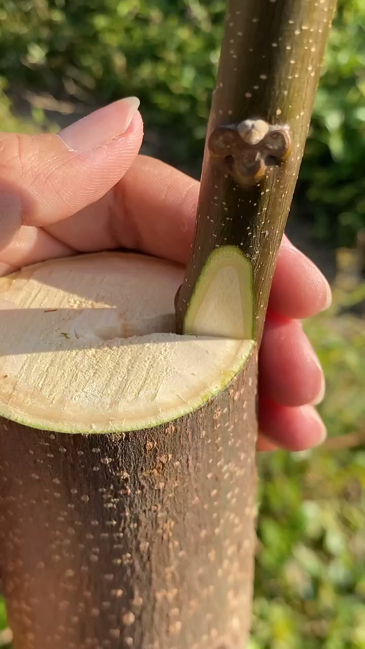 破壳计划#嫁接关键部位是砧木与接穗两者形成层对齐为准