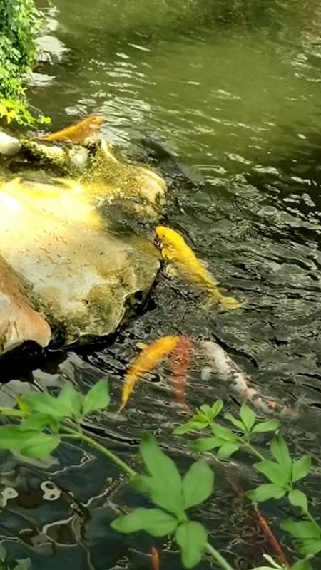 小可爱#锦鱼上岸摄取食物,见者有喜哟!