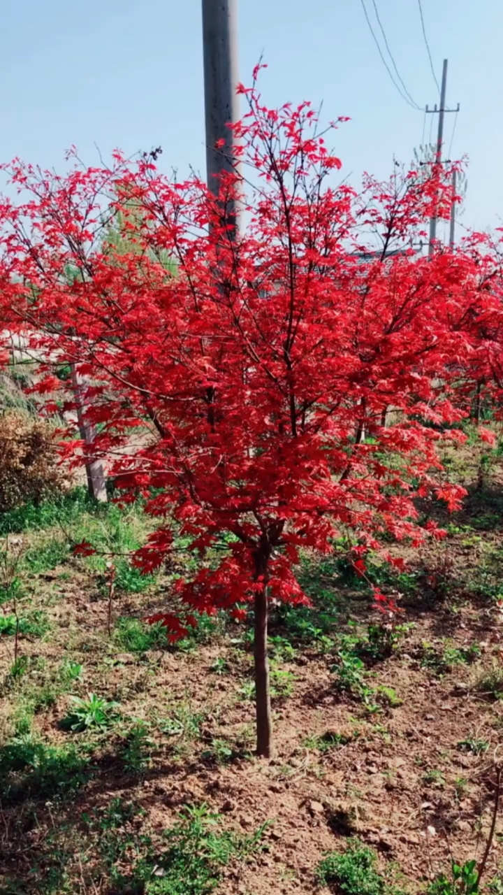 红枫树,红红火火,耐寒耐旱南北方都可以栽植