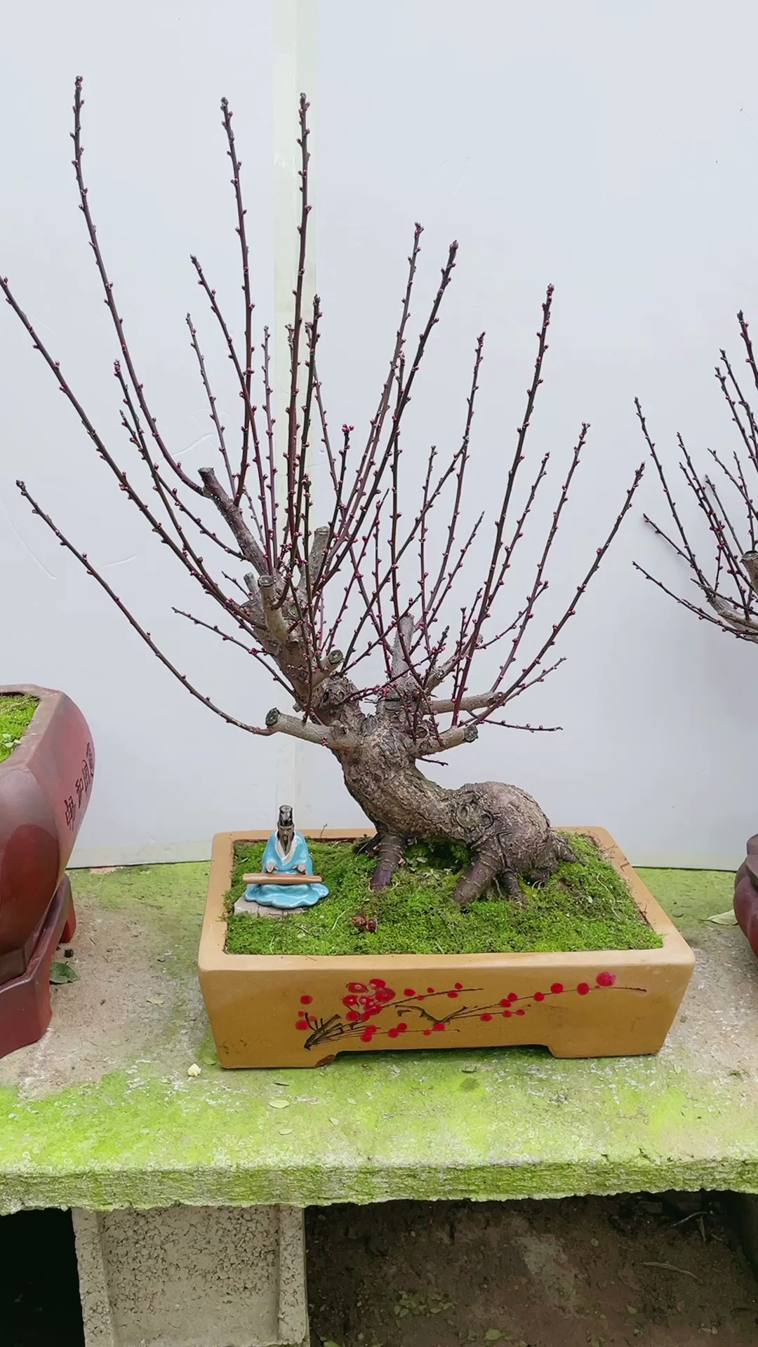 红须朱砂梅盆景