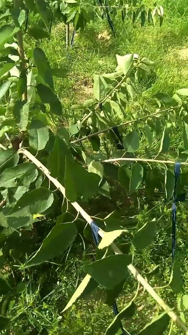 桃树拉枝结束了,地盘7条枝留有主杆