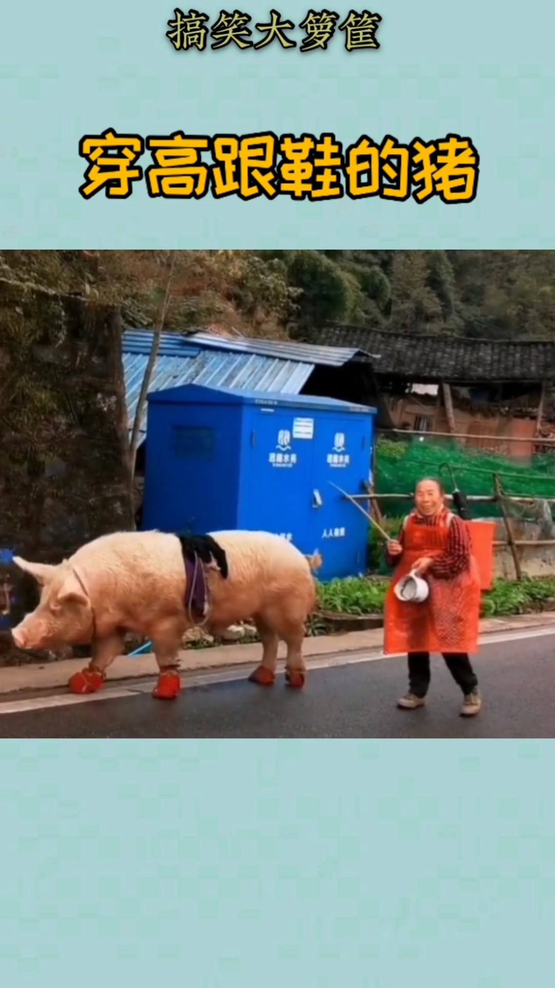 搞笑视频#见过穿高跟鞋的猪吗