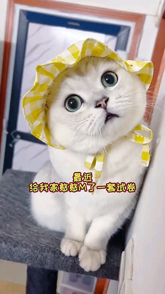 大圆子猫头像图片