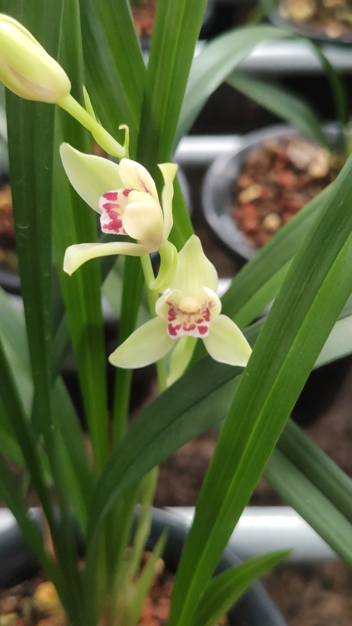 兰花#建兰名品夏皇梅3次盛开中