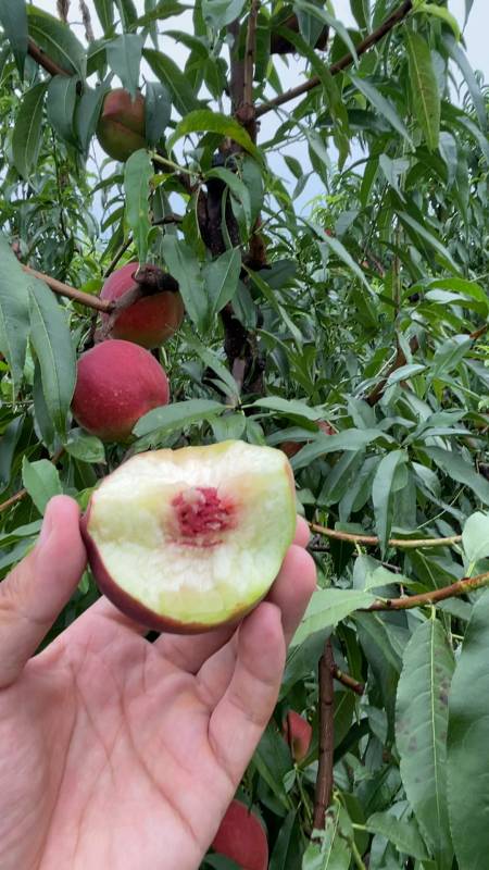 8月中成熟的青州蜜桃,最大的特点离核纯甜,不套袋不疏果,耐运输,发货