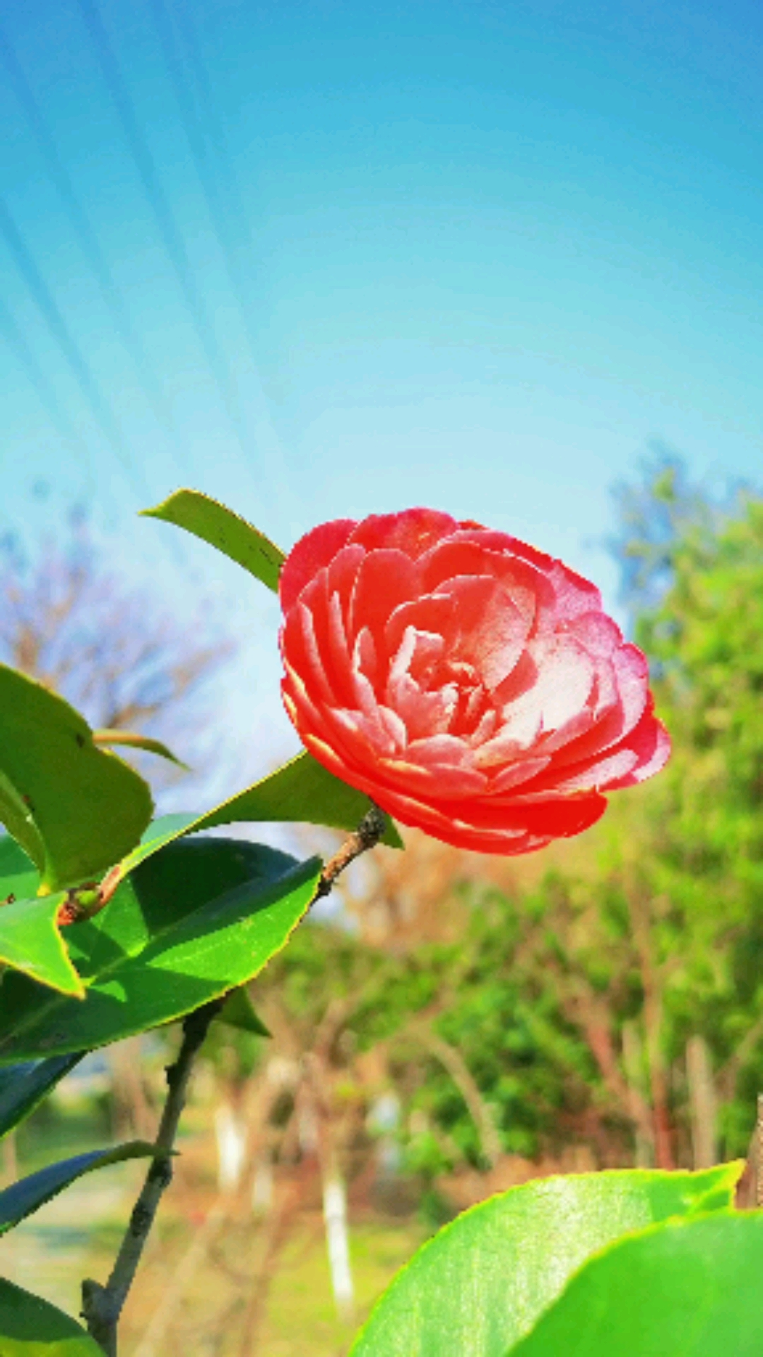 有些花,虽然很卑微地开着,却丝毫不影响它拥有自己的春天.
