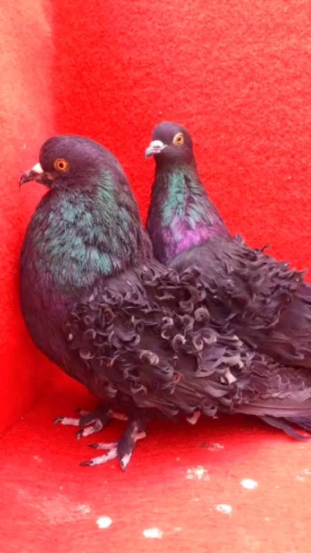 记录生活#鸽子观赏鸽黑芙蓉