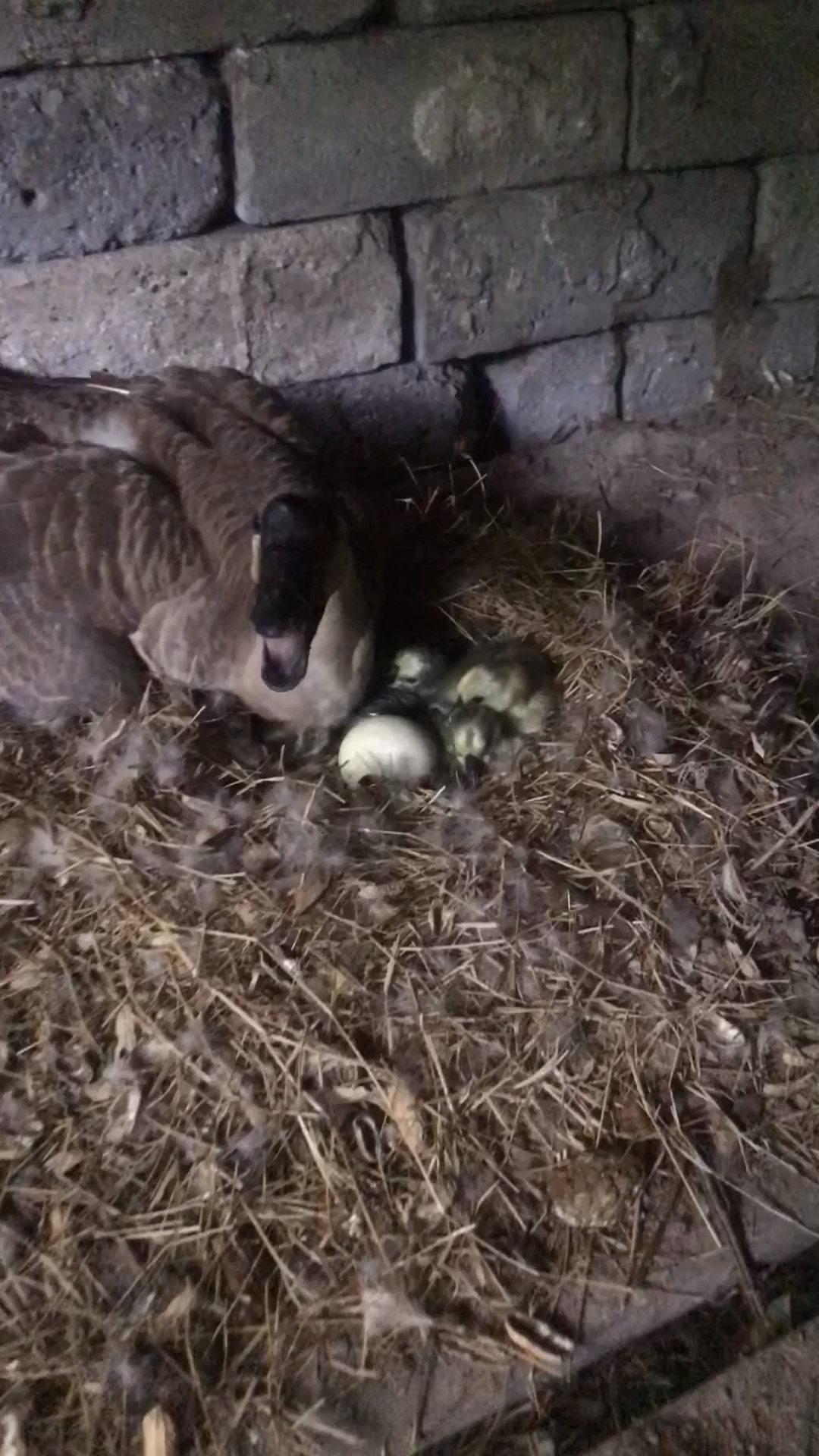 鹅宝宝出生第一天,来看一看#生活