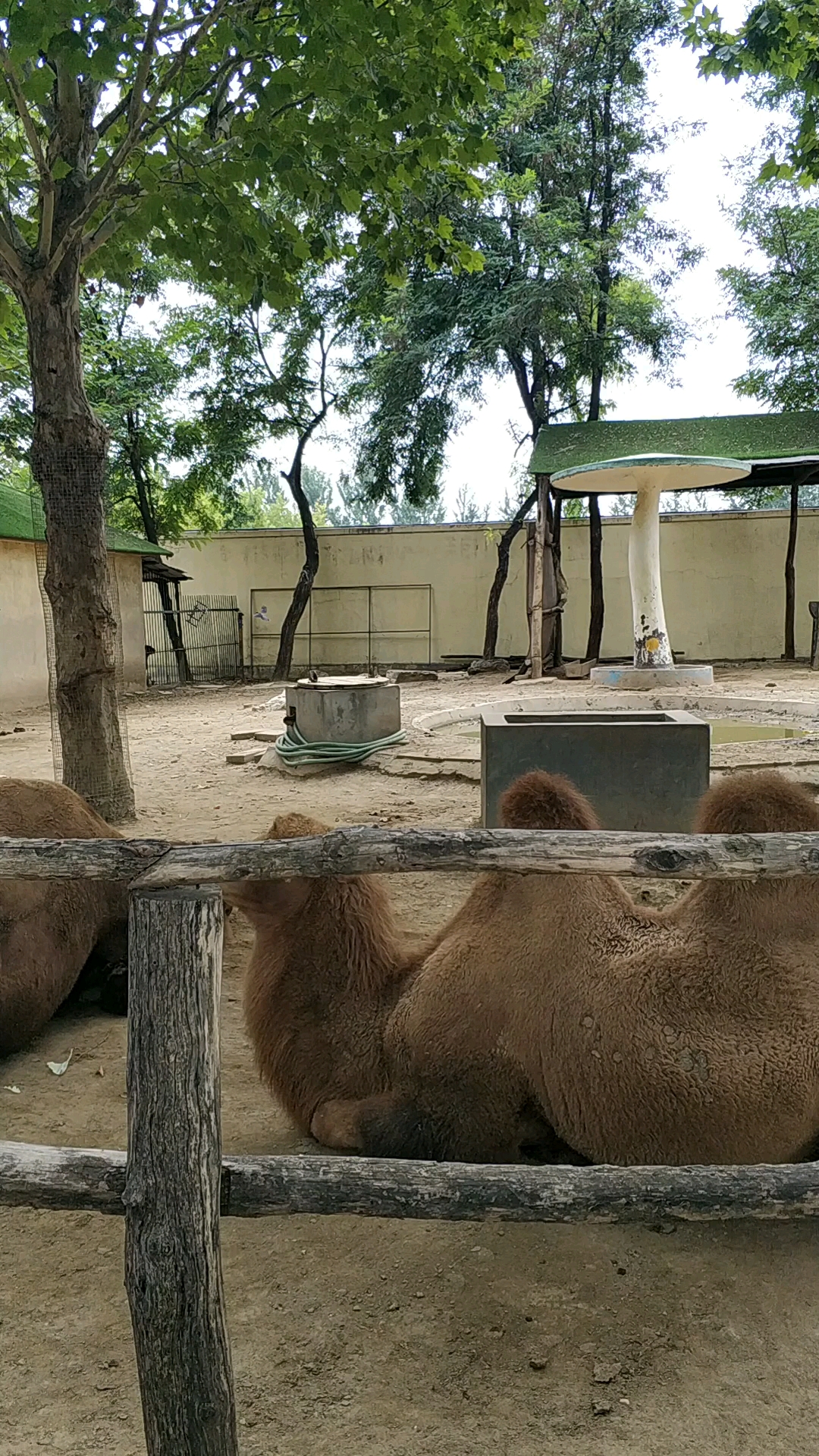 潍坊金宝乐园的骆驼,没有沙漠,也就没有了用武之地