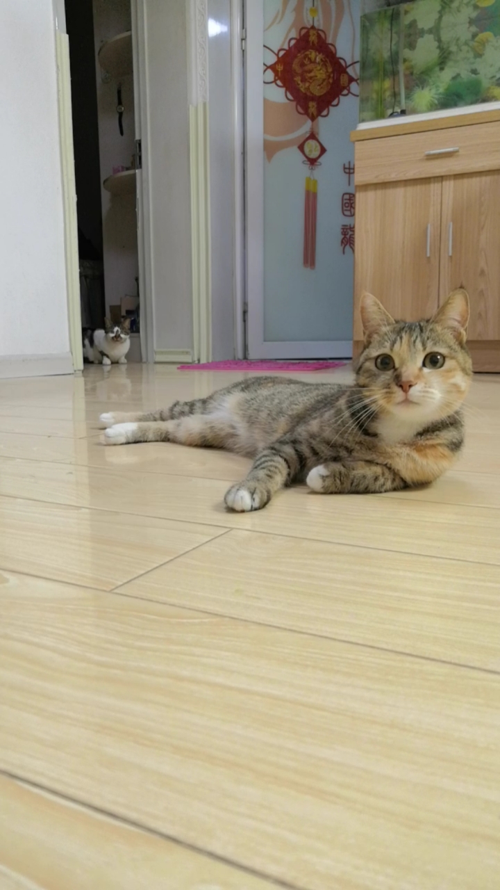 混血狸花猫#大猫:清场了来段猫步!