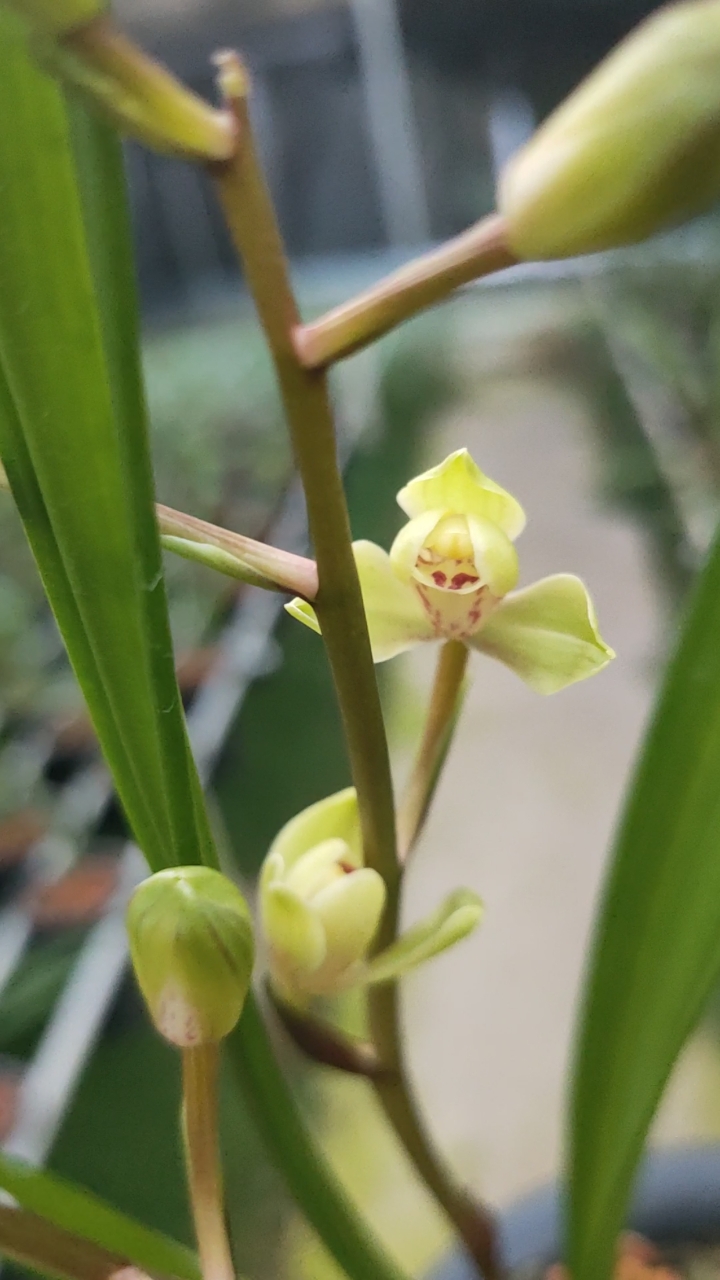 中华水仙建兰水仙瓣今年首花-度小视