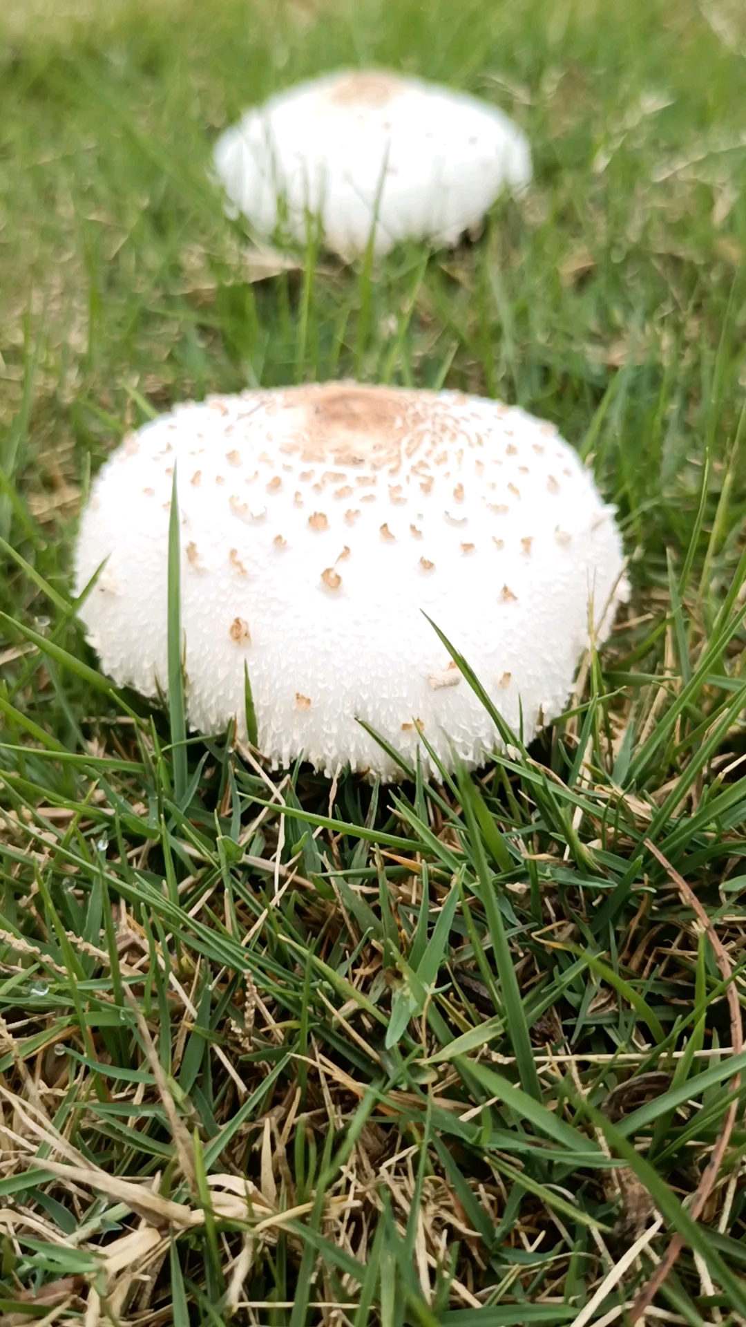 野蘑菇,颜色美