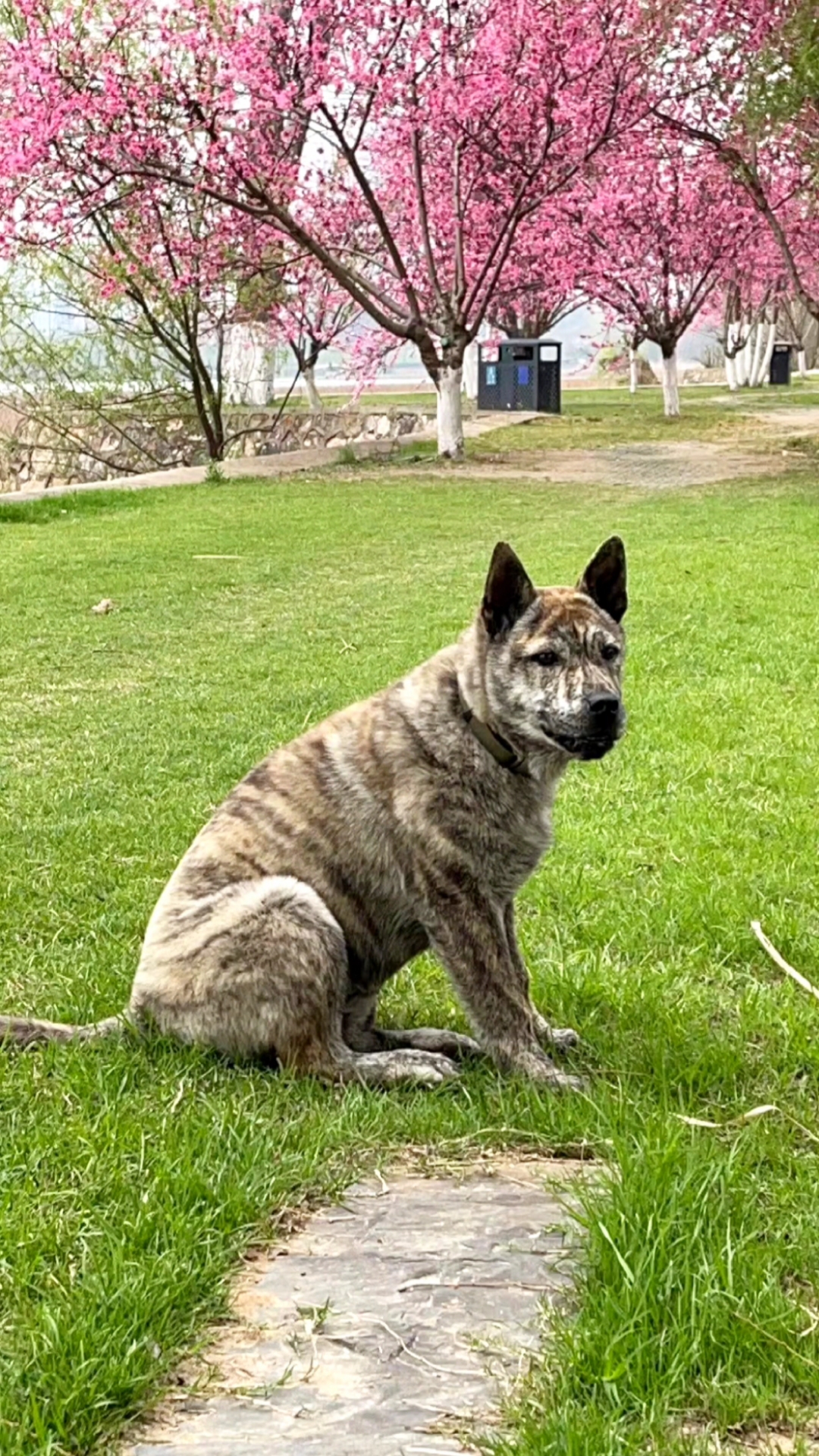 广西土猎犬#虎妞的女儿小虎妞,在武汉的惬意生活.