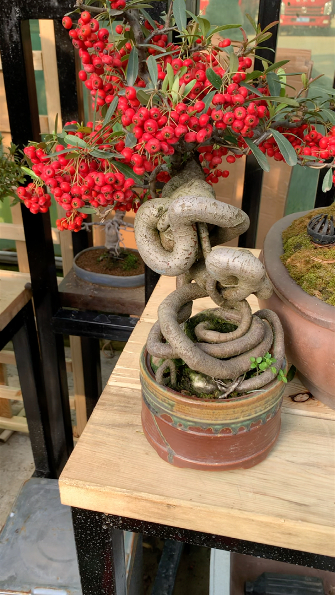 吉祥果盆景寓意吉祥如意