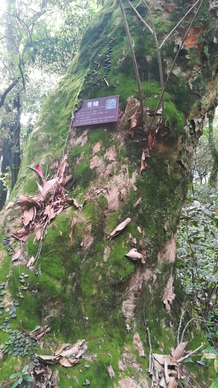 苦槠树上结的果能做成苦槠豆腐,你曾经吃过吗?