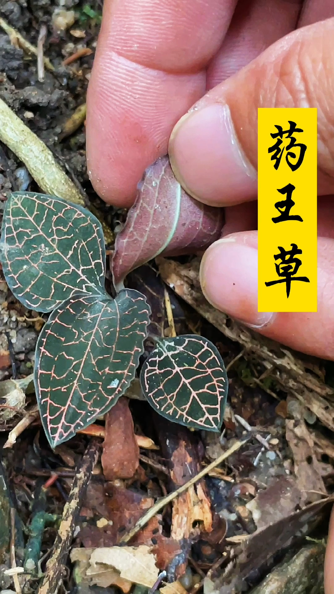 音为有你#药王草,可遇不可求,你们认识吗-度小视