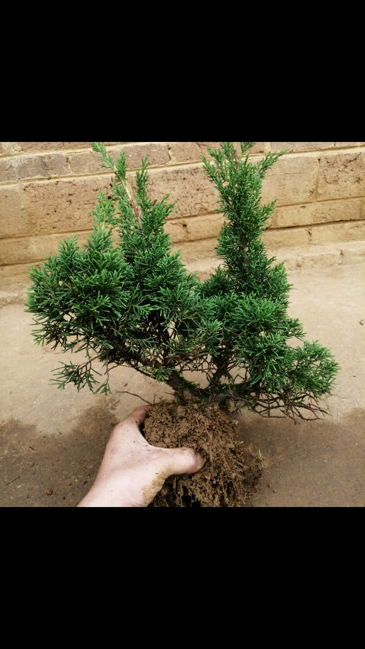 盆景#日本老八房系鱼川