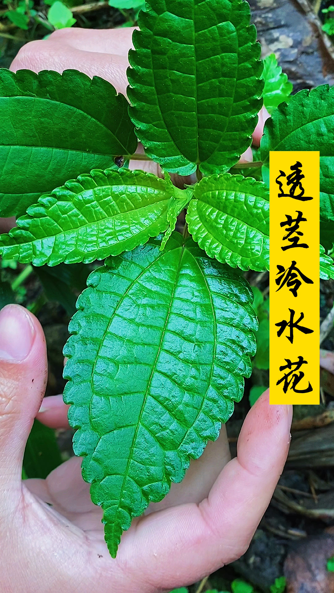 春天来了#透茎冷水花