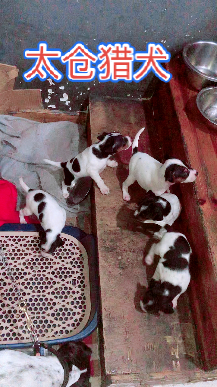 太仓犬#太仓猎犬