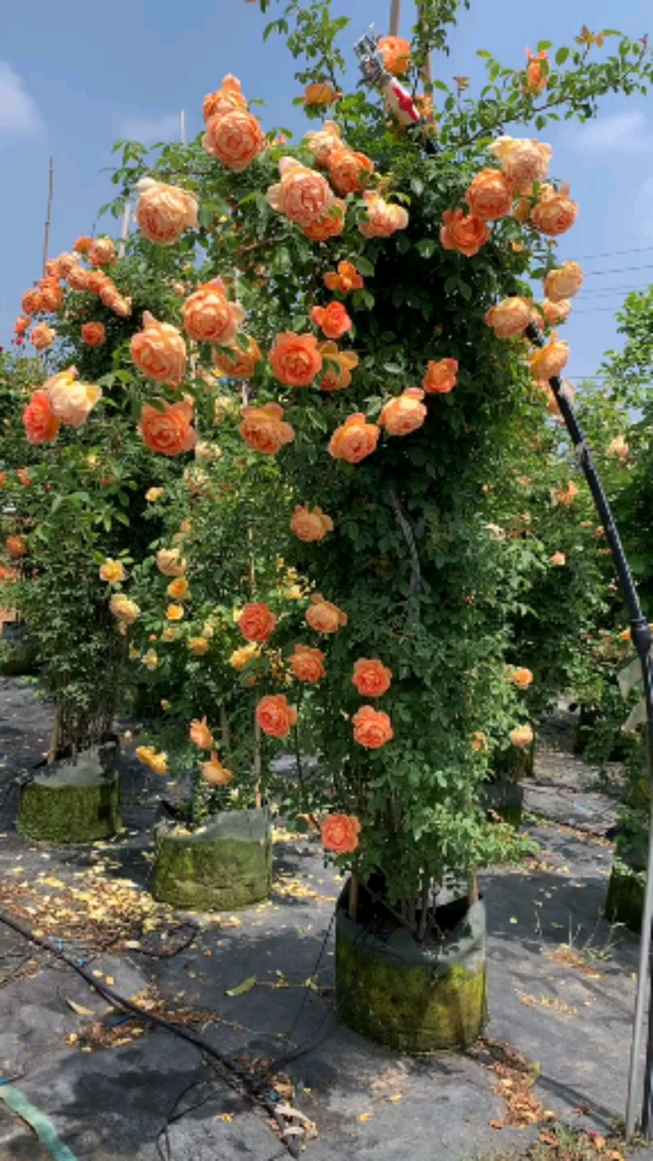 夏洛特夫人藤本月季,大花浓香哦,喜欢点关注吧