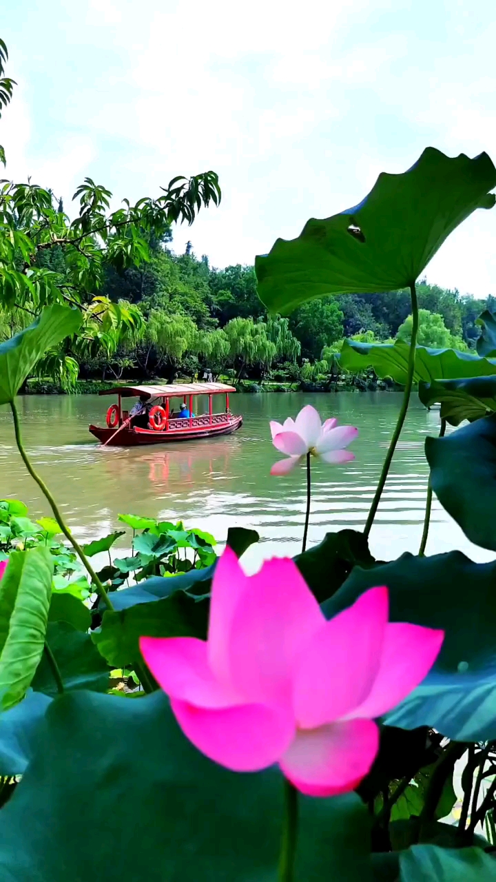 带上全民去旅行#扬州瘦西湖景区荷花风景,荷花盛开如此美丽,山美水美