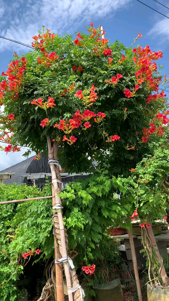 爬藤凌霄花,耐寒耐旱南北方都可以栽植,花开整个夏天