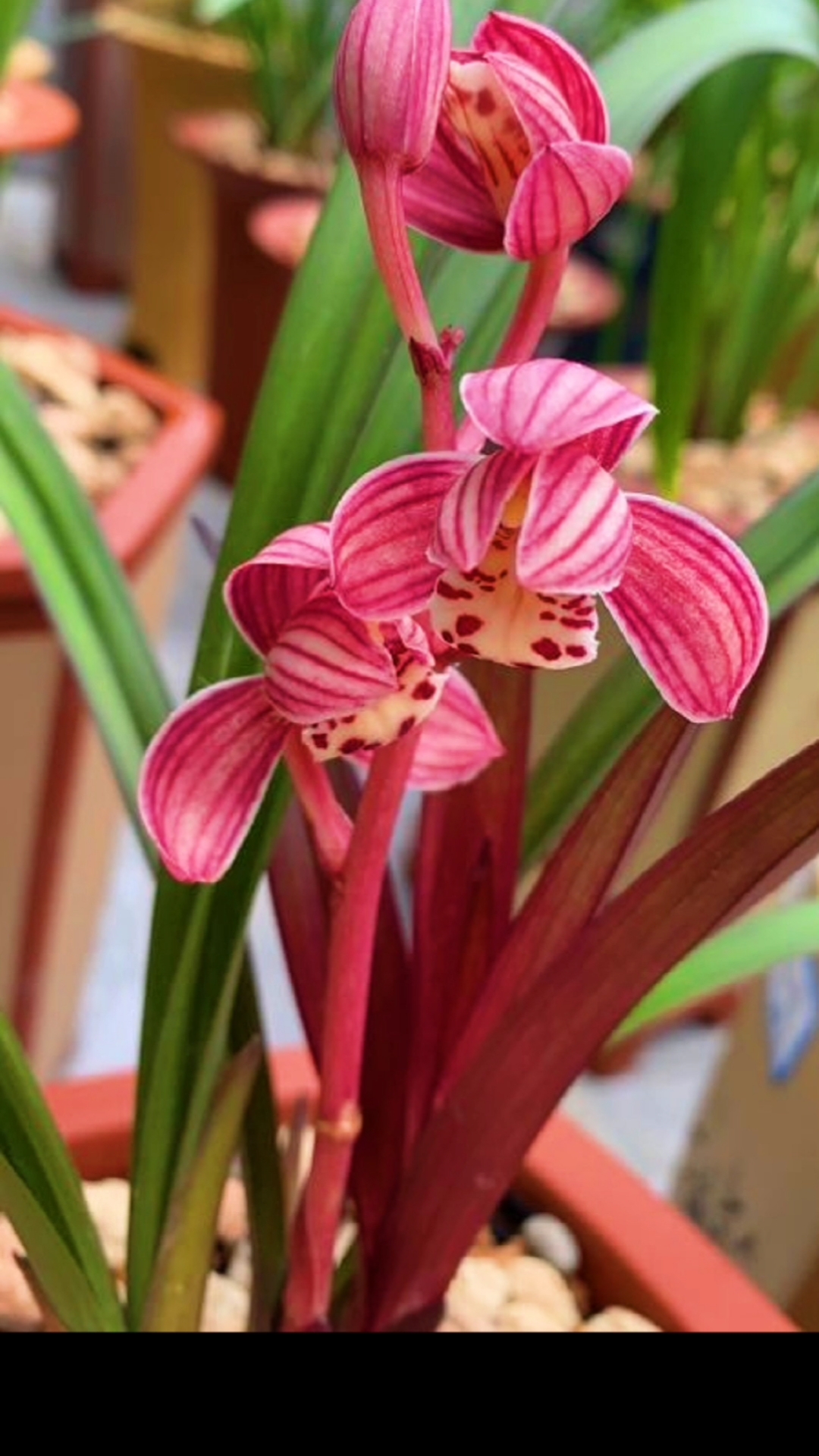 手机摄影#红草红荷