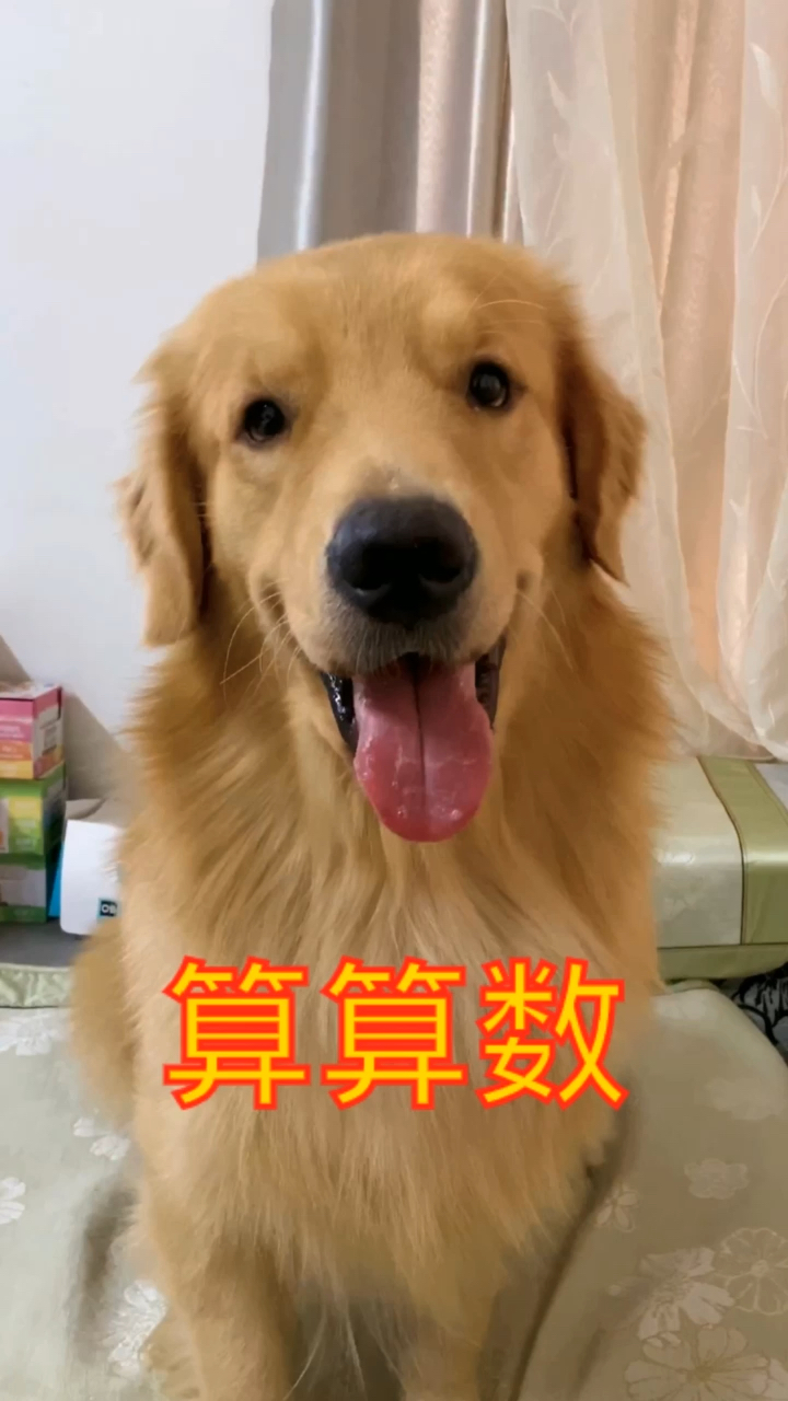 我家萌宠成精了这也行佩服的五体投地啊