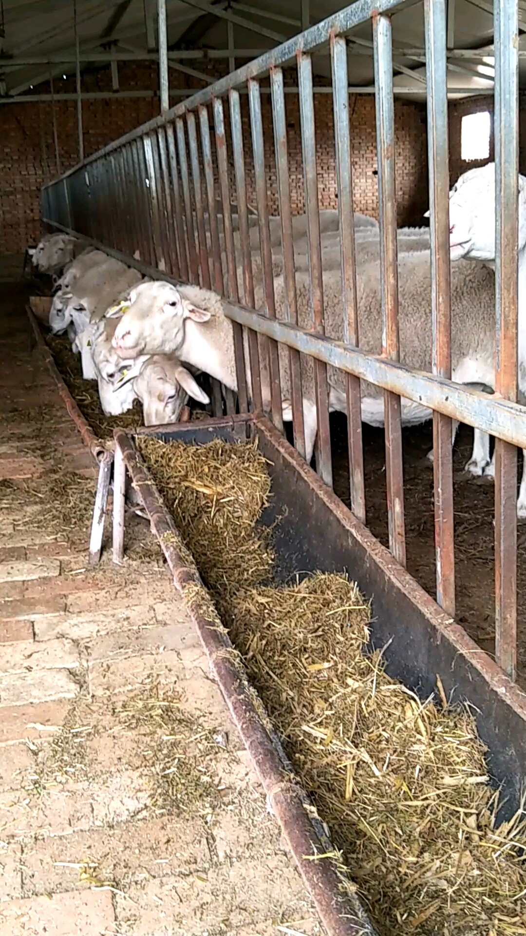 圈养的杜湖一代青年羊,来看看产肉性能