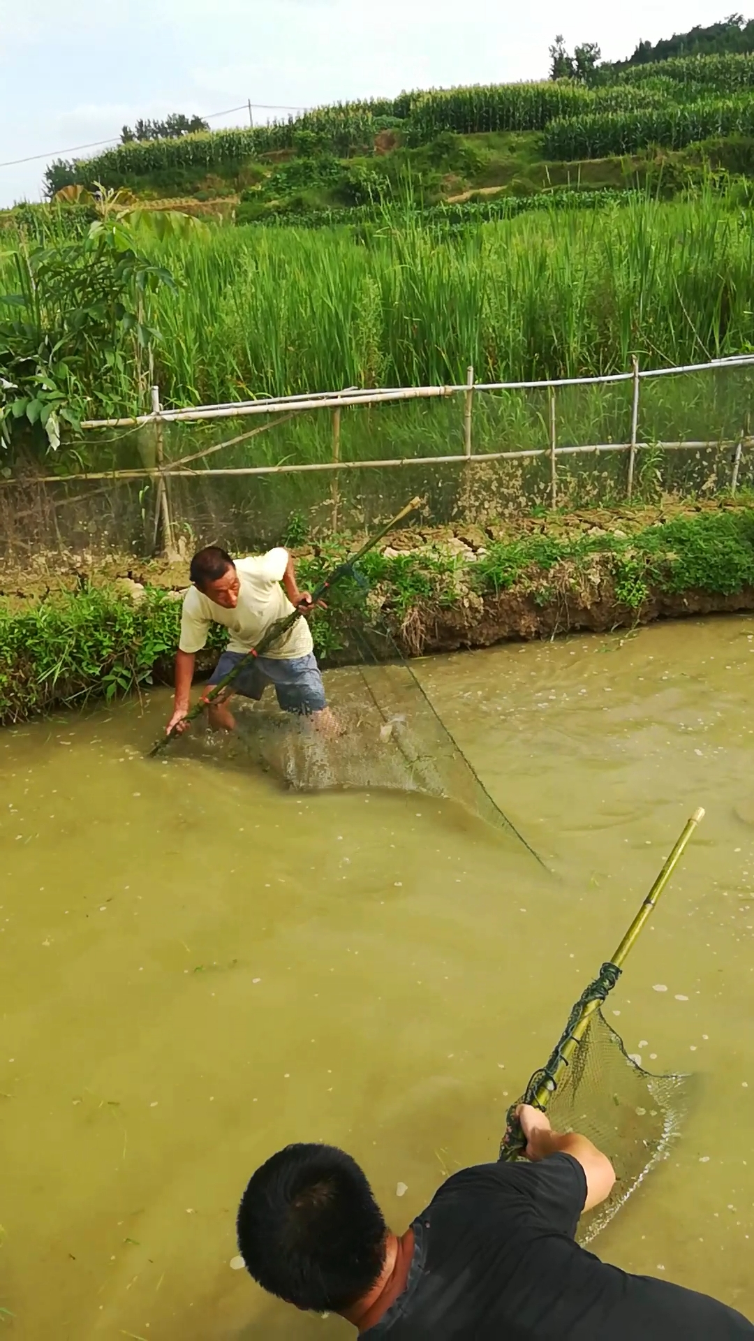 戶外撈魚#渾水撈魚,兒時的記憶!