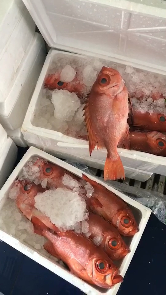 我要上热门#大眼鸡,大眼鸡鱼,金目鲷,金时鲷