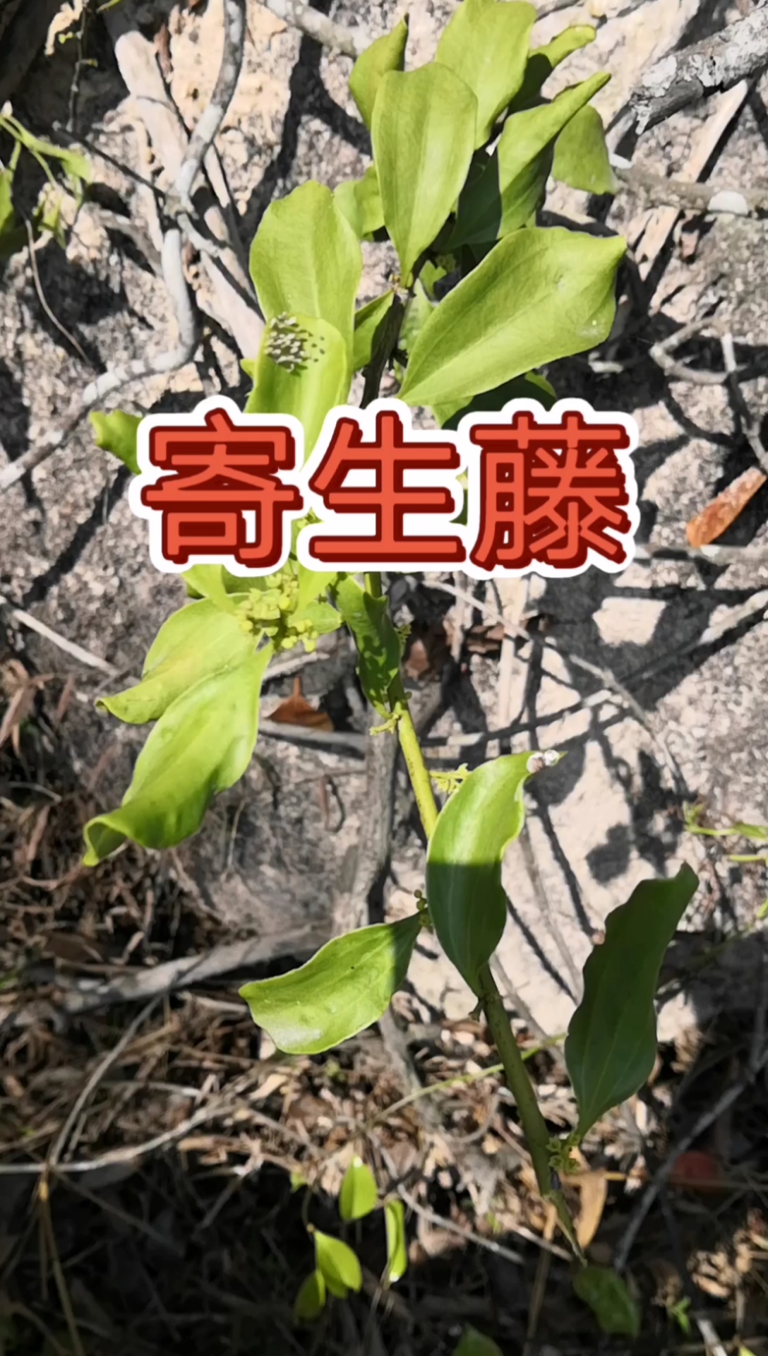 乡村生活#寻百草,识百草,寄生藤.