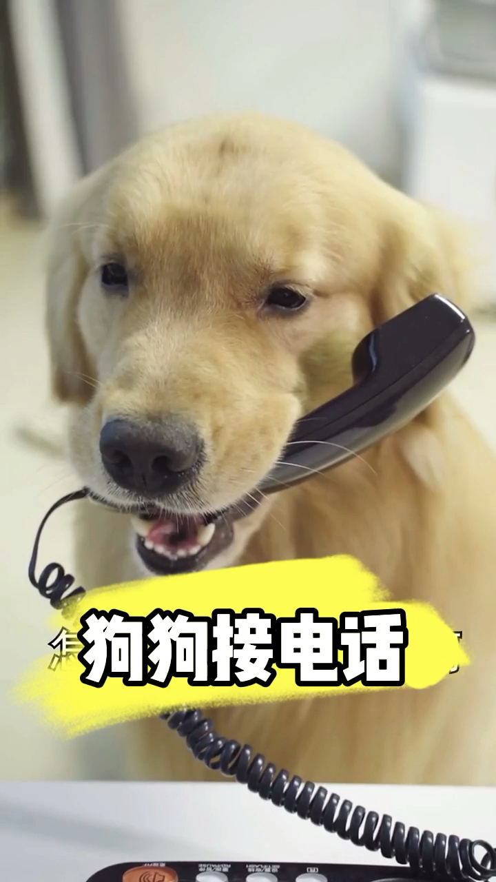 我家萌宠成精了会打电话的狗狗