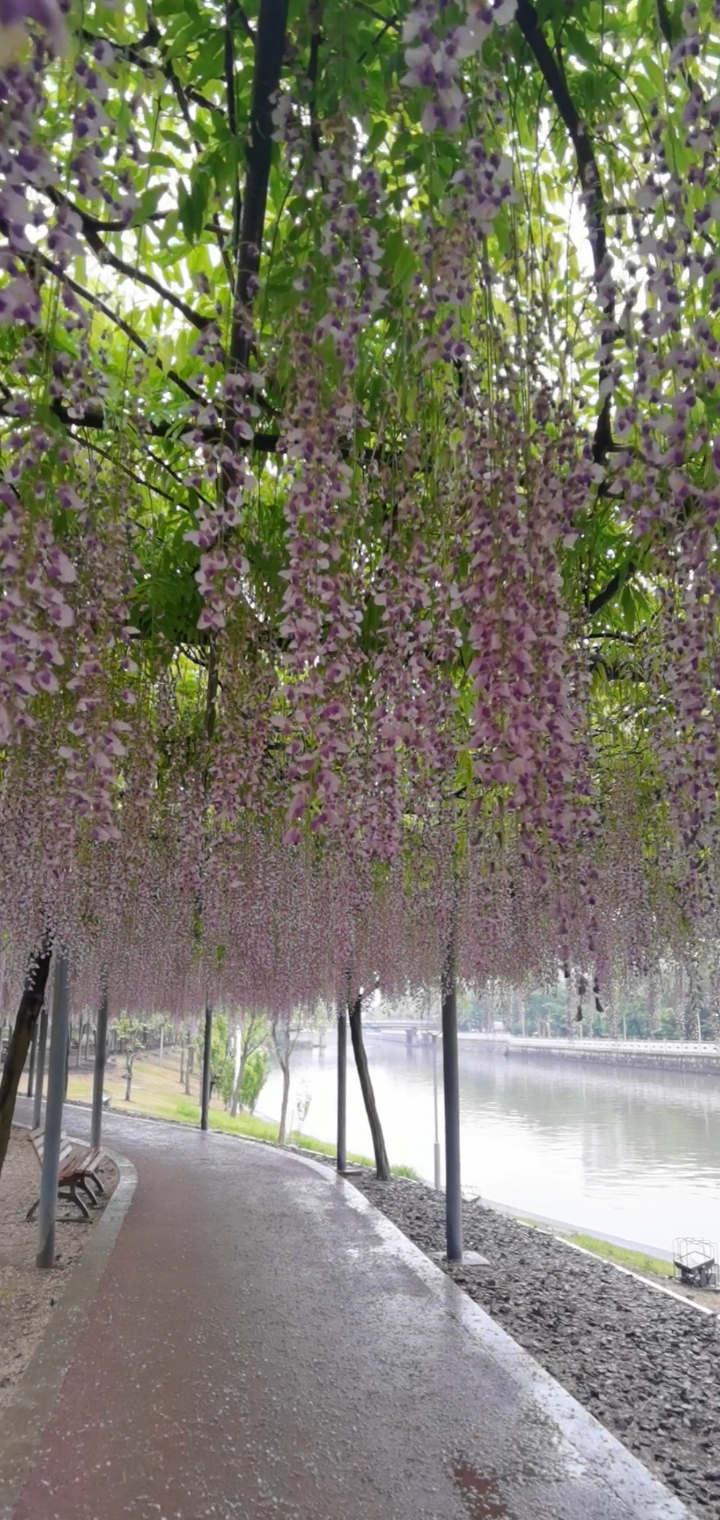 三月里的小雨淅淅沥沥嘉定的紫藤长廊如梦如幻