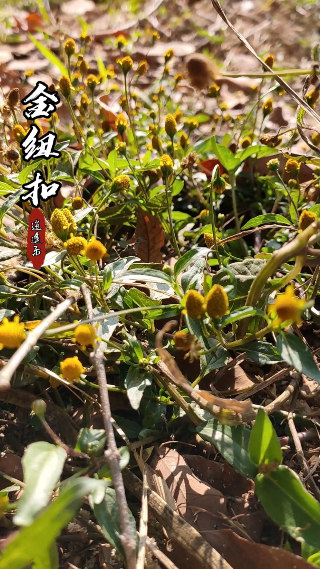 认识中草药#百草中药之金纽扣,学名:千日菊,多年生草本植物,全株入药