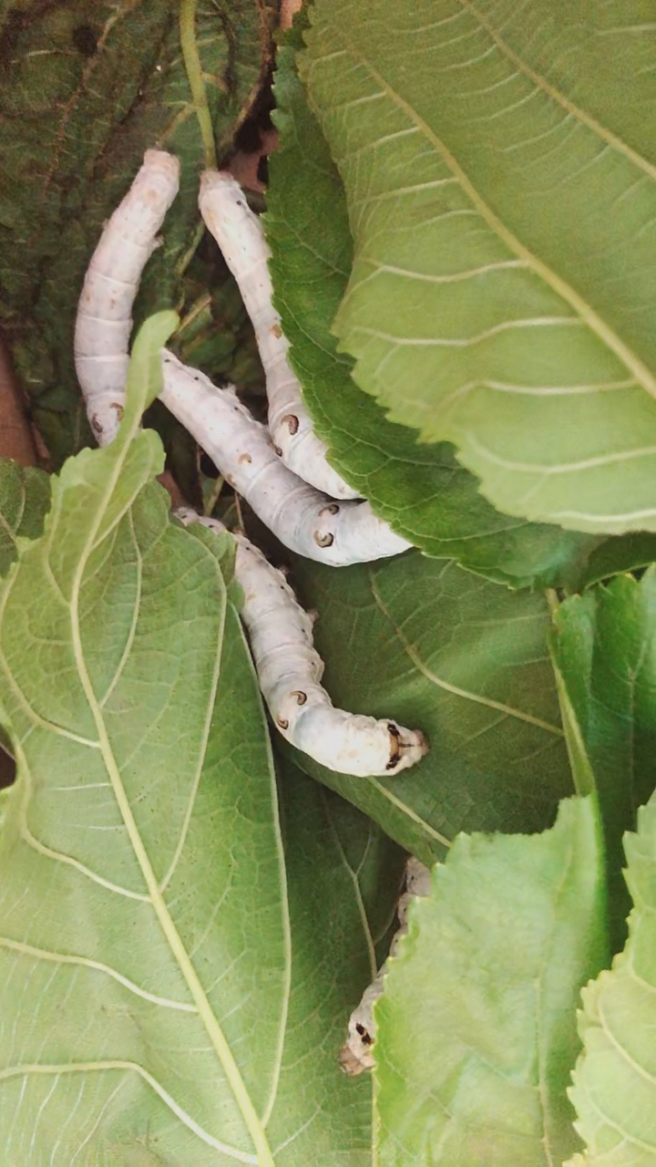 记录生活#那么胖的蚕宝宝做茧子的时候好瘦了辛苦啊