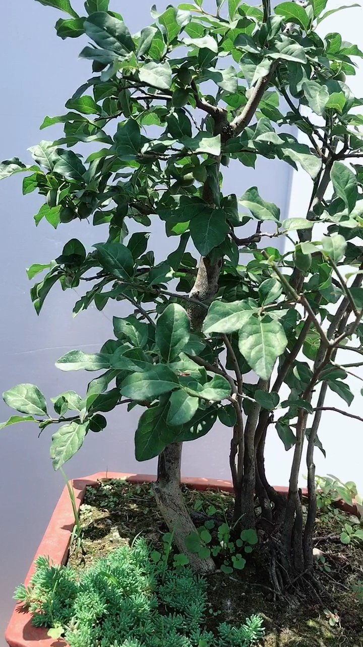 丛林原生老鸭柿