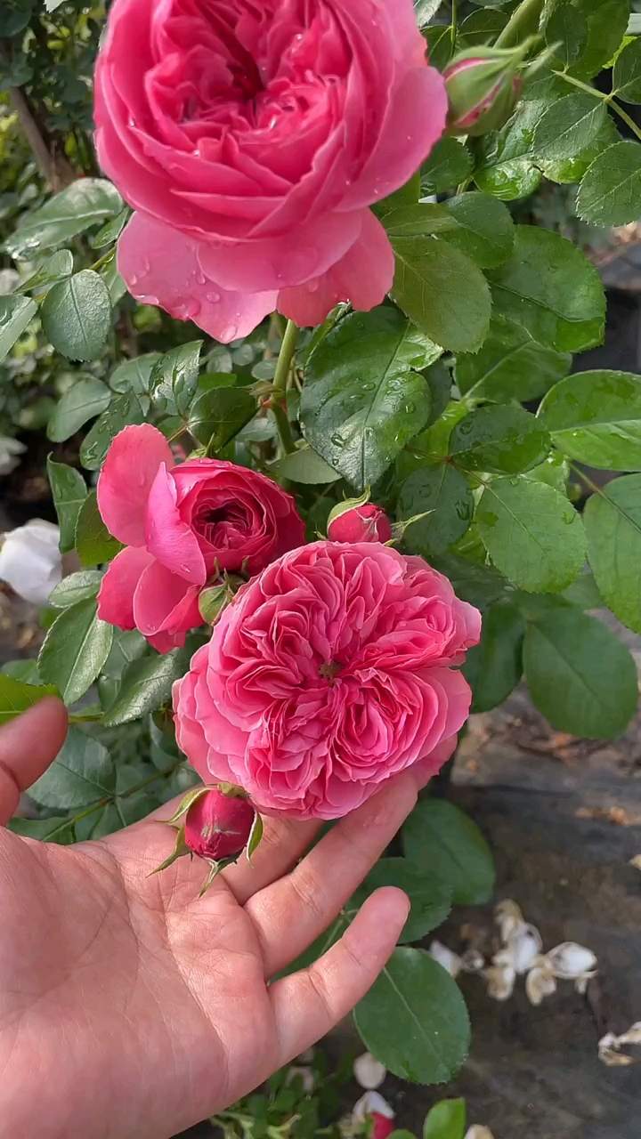 藤本月季粉色达芬奇花量多花期长多季循环开花适合做拱门花墙花柱等