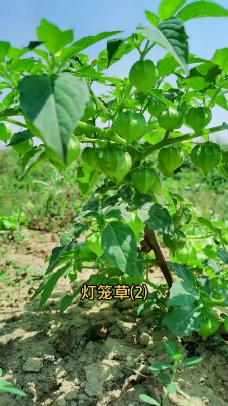 灯笼草果,无数人的童年回忆,可惜很少见到了,你知道它的好处吗-全民小