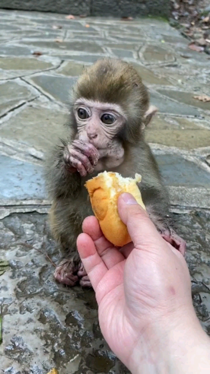 搞笑猴子#小猴子吃着还得观察着!怕有别的大猴子过来