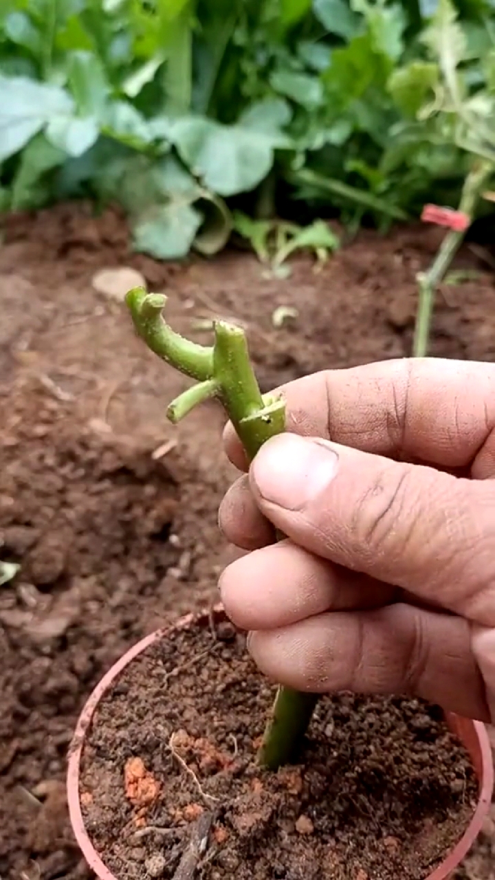 西红柿嫁接技术非常完美.