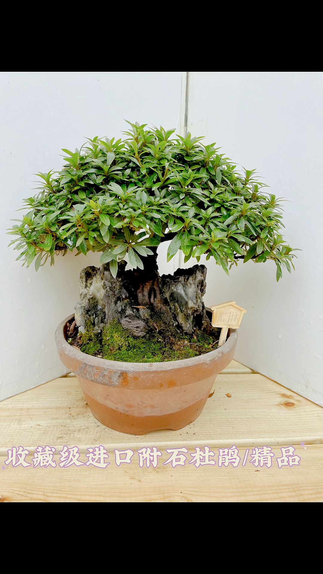 精品收藏级的进口杜鹃盆景光琳