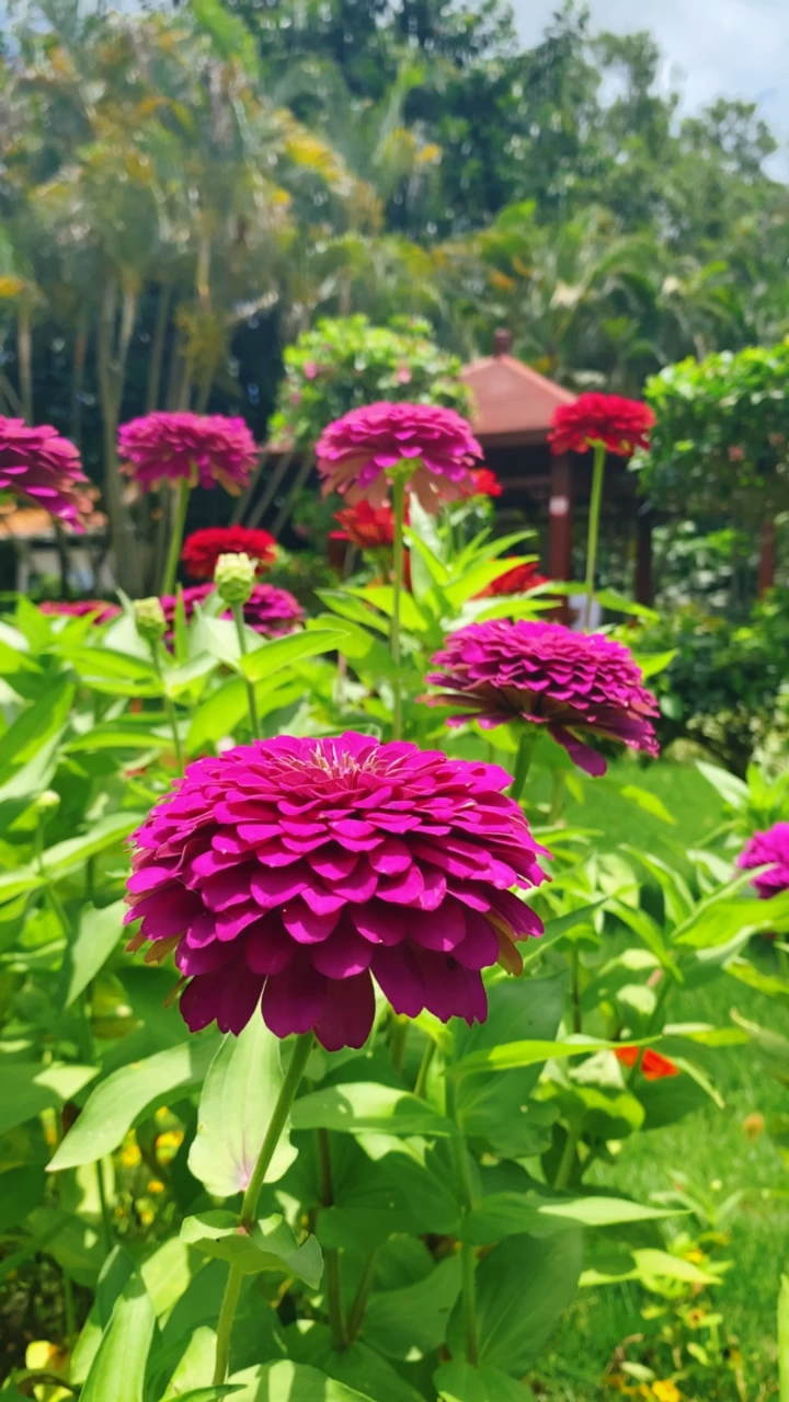 好漂亮的花花草草