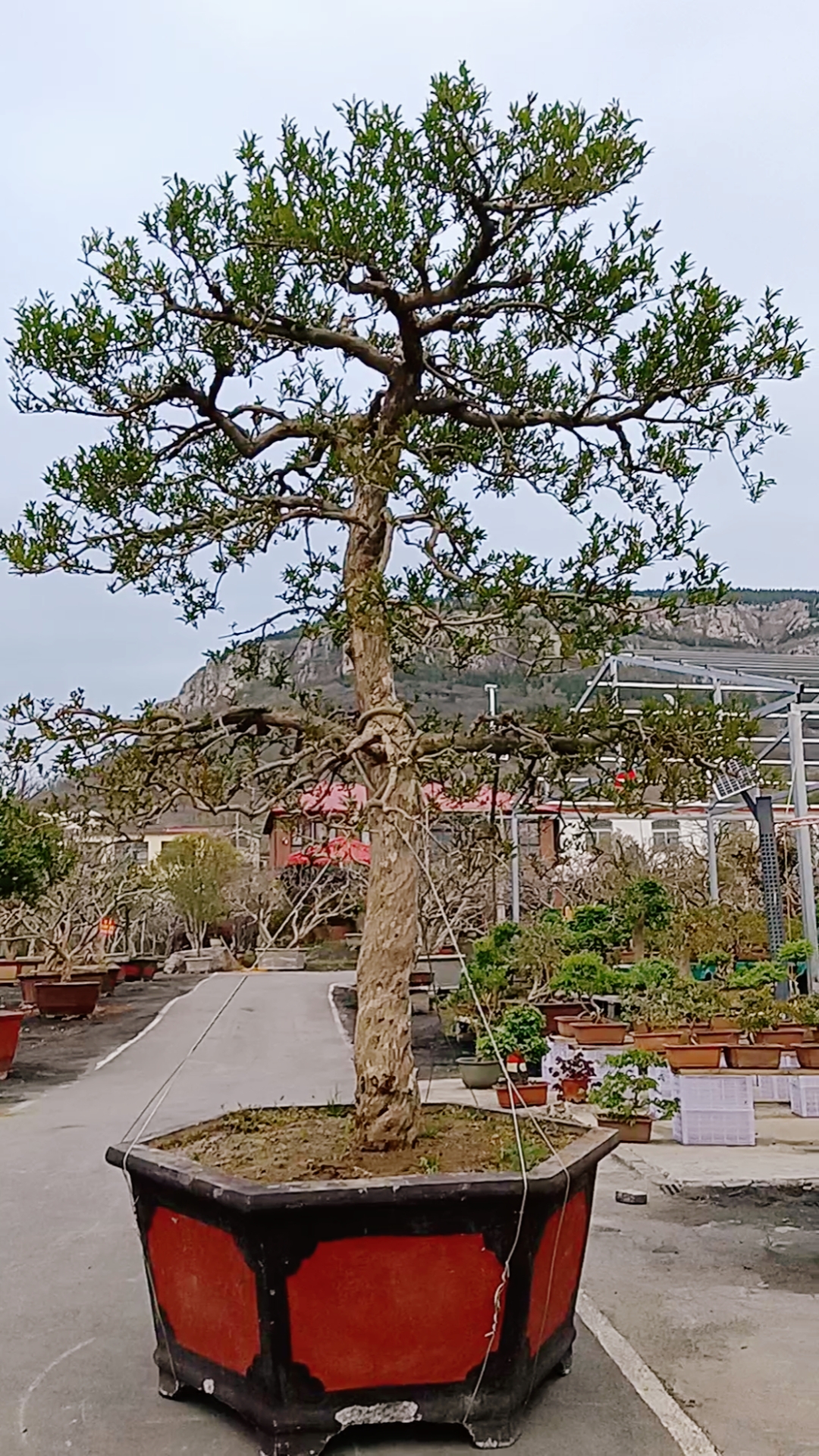 新中式庭院#大红袍庭院造型石榴树,开红花结红果寓意红红火火,多子